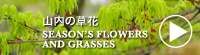 山内の草花 SEASON'S FLOWERS & GRASSES
