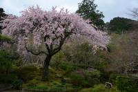 資料館前の彼岸枝垂れ桜